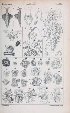 hayvan Illustration. Eski resim