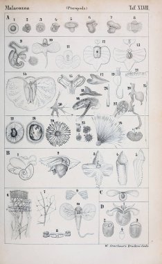 hayvan Illustration. Eski resim