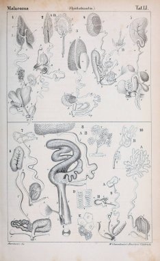 hayvan Illustration. Eski resim