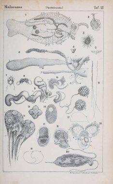 hayvan Illustration. Eski resim