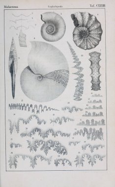 hayvan Illustration. Eski resim