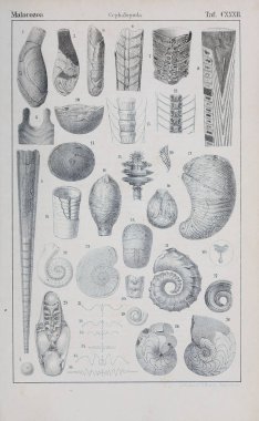 hayvan Illustration. Eski resim