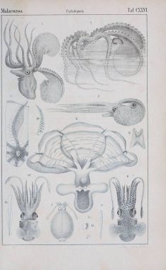 hayvan Illustration. Eski resim