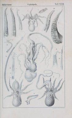 hayvan Illustration. Eski resim