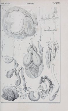 hayvan Illustration. Eski resim