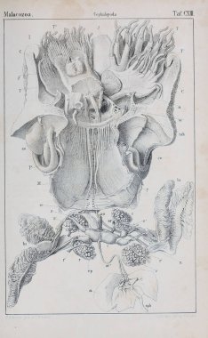 hayvan Illustration. Eski resim