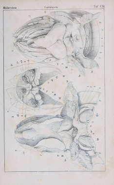 hayvan Illustration. Eski resim