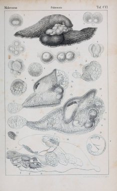 hayvan Illustration. Eski resim