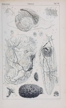 hayvan Illustration. Eski resim