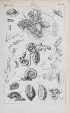 hayvan Illustration. Eski resim