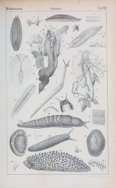 hayvan Illustration. Eski resim