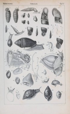 hayvan Illustration. Eski resim