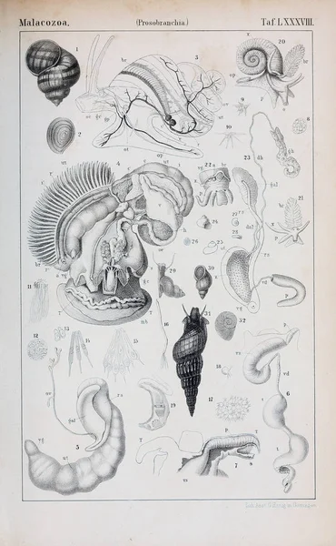 Illustration of animal. Old image