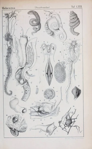 hayvan Illustration. Eski resim