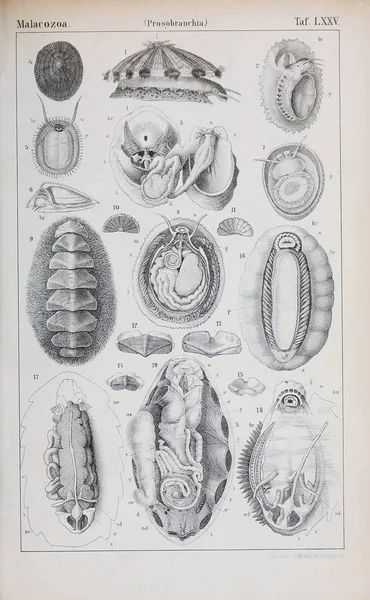 Illustration of animal. Old image