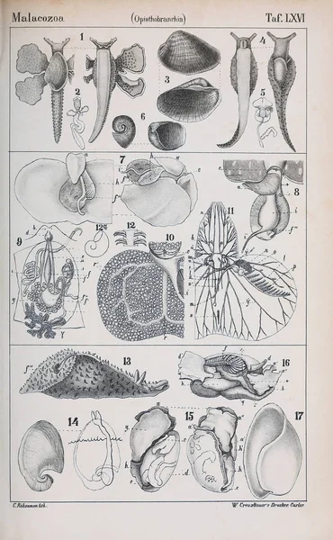 Ilustracja Zwierząt Stary Obraz — Zdjęcie stockowe