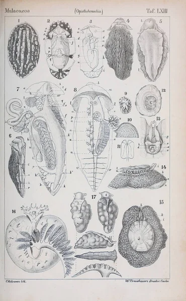 Illustration Djur Gamla Bilden — Stockfoto