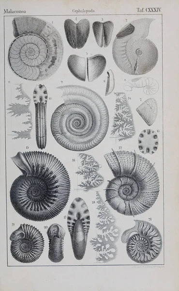 Illustratie Van Het Dier Oude Beeld — Stockfoto