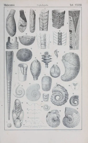hayvan Illustration. Eski resim