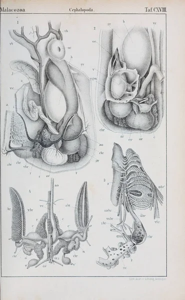 Ilustracja Zwierząt Stary Obraz — Zdjęcie stockowe