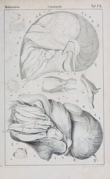 Illustratie Van Het Dier Oude Beeld — Stockfoto