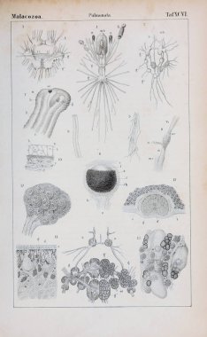 hayvan Illustration. Eski resim