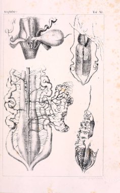 Hayvan Anatomisi. Eski illüstrasyon