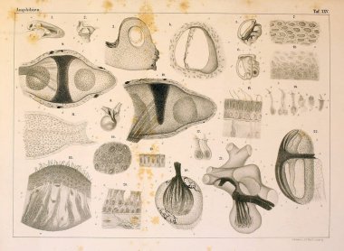 Hayvan Anatomisi. Eski illüstrasyon