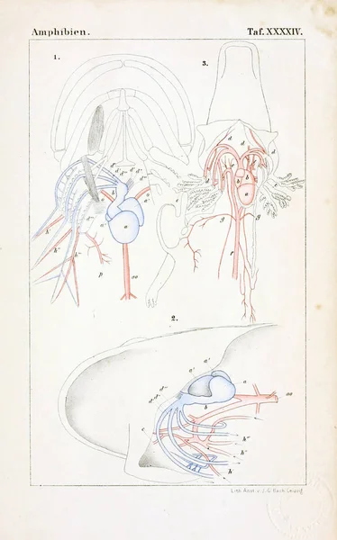 Hayvan Anatomisi Eski Illüstrasyon — Stok fotoğraf