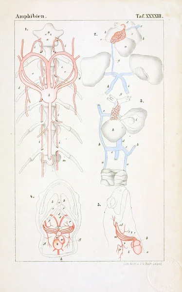 Anatomie Zvířat Starověké Ilustrace — Stock fotografie