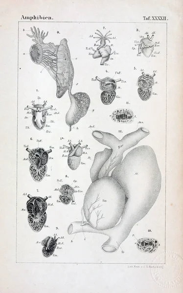 動物の解剖学 古代の図 — ストック写真