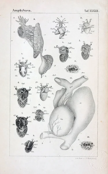 Hayvan Anatomisi Eski Illüstrasyon — Stok fotoğraf