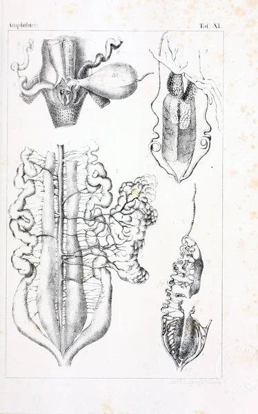 Анатомия Животных Древняя Иллюстрация — стоковое фото
