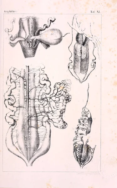 Anatomie Zvířat Starověké Ilustrace — Stock fotografie