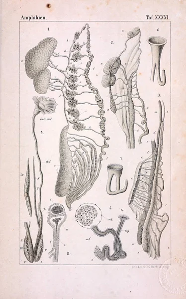 Hayvan Anatomisi Eski Illüstrasyon — Stok fotoğraf