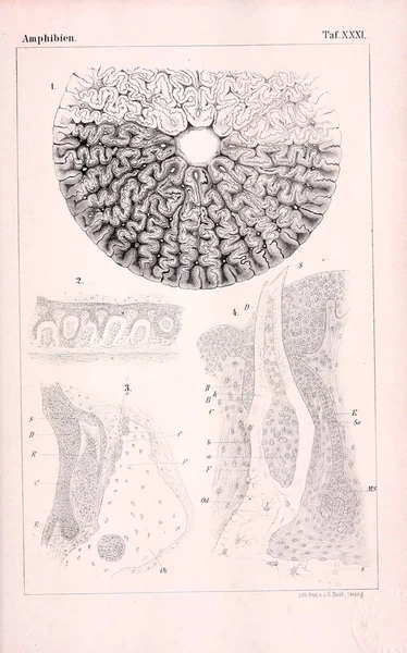 Anatomie Zvířat Starověké Ilustrace — Stock fotografie