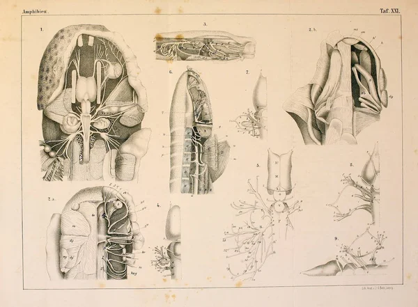 Anatomie Zvířat Starověké Ilustrace — Stock fotografie