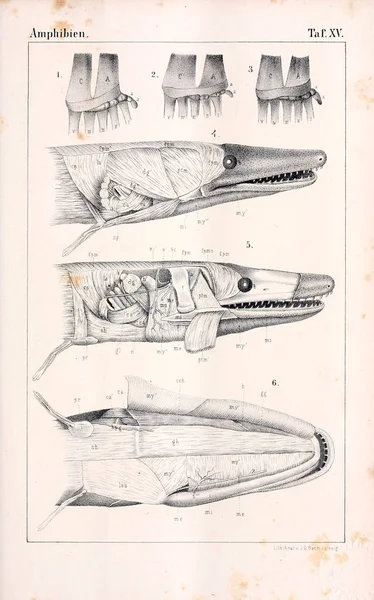 Anatomie Zvířat Starověké Ilustrace — Stock fotografie