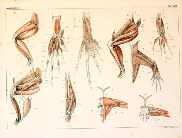 Anatomie Van Dieren Oude Afbeelding — Stockfoto