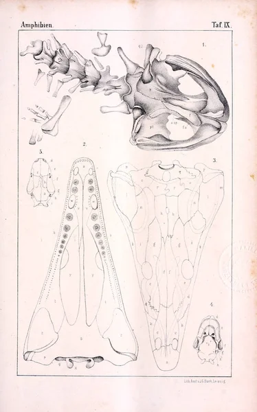 Hayvan Anatomisi Eski Illüstrasyon — Stok fotoğraf