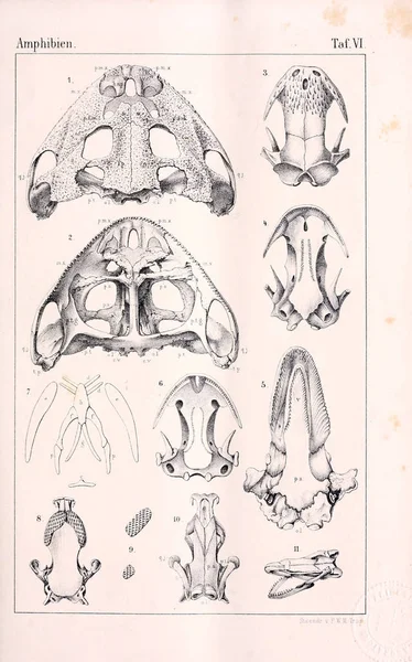 解剖动物 古代插画 — 图库照片
