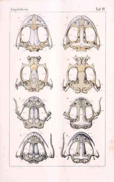 Anatomia Zwierząt Ilustracja Starożytnych — Zdjęcie stockowe