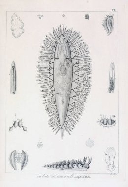 hayvan Illustration. Eski resim