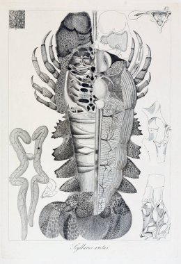 hayvan Illustration. Eski resim