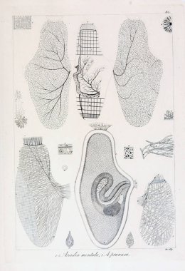 hayvan Illustration. Eski resim