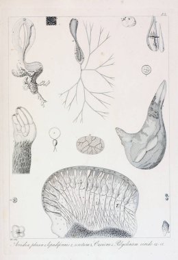 hayvan Illustration. Eski resim