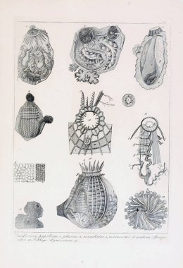 hayvan Illustration. Eski resim