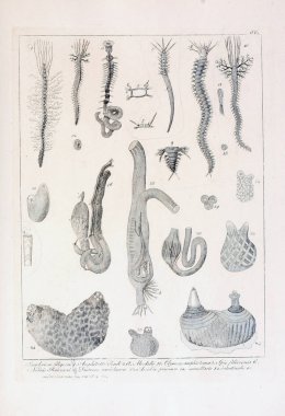 hayvan Illustration. Eski resim