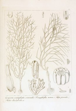hayvan Illustration. Eski resim
