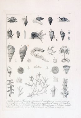 hayvan Illustration. Eski resim